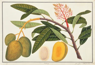Buihang Mangifera, from Drawings of Plants from Malacca, c.1805-18