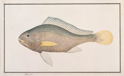 Croaker, from Drawings of Fishes from Malacca, c.1805-18