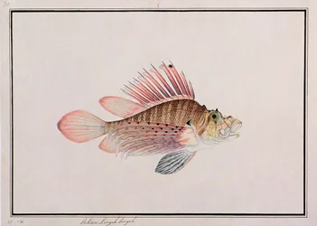 Eekan Linqah Singah, from Drawings of Fishes from Malacca, c.1805-18