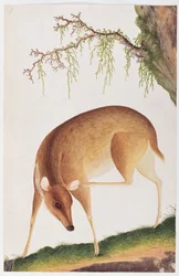 Fawn, from Drawings of Animals, Insects and Reptiles from Malacca