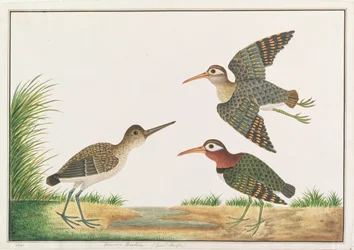 Greater Painted-snipe, from Drawings of Birds from Malacca
