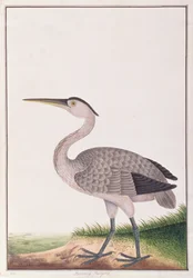 Grey Heron, from Drawings of Birds from Malacca, c.1805-18