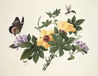 Hibiscus and Butterfly