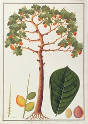 Klapang Terminalia Molucana or Malay Almond, from Drawings of Plants from Malacca, c.1805-18