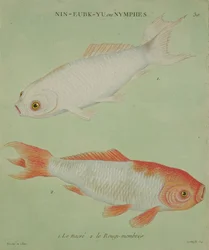 Le Nacre, Le Rougi-Membres, engraved by Francois Nicholas Martinet