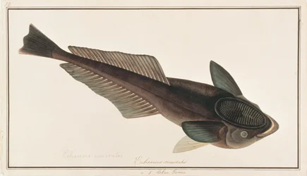 Live Sharksucker, from Drawings of Fishes from Malacca, c.1805-18