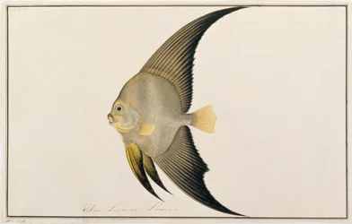 Long-finned Batfish, from Drawings of Fishes from Malacca, c.1805-18