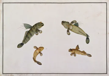 Mud Fish, Bloodo chiena, Bloodo La-ore, from Drawings of Fishes from Malacca, c.1805-18