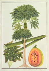 Papaya, The Papau or Caica Papaya, from Drawings of Plants from Malacca, c.1805-18