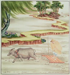 Peasant working in the paddy fields