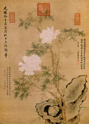 Peonies and Rock