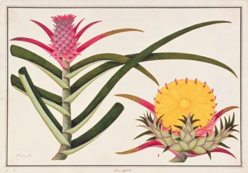 Pineapple or Bromelia, from Drawings of Plants from Malacca, c.1805-18