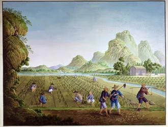 Rice cultivation in China, transplanting plants