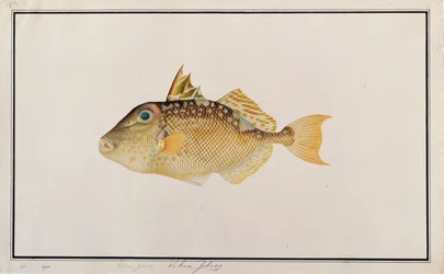 Starry Triggerfish, from Drawings of Fishes from Malacca, c.1805-18