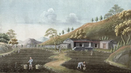Tea planting