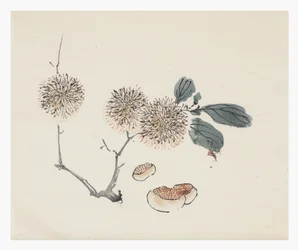 Ten Bamboo Series, 18th century