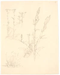 Plant Studies