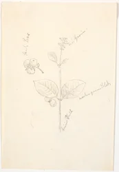 Plant Studies with Color Indications in Pencil