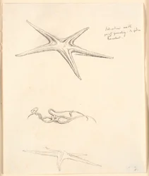 Starfish