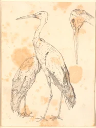 Storks