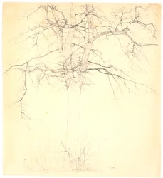 Linden Tree by the Path of Love