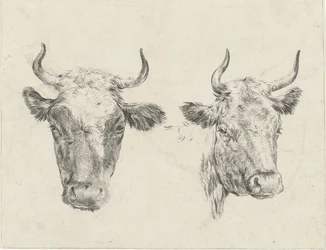 Two Cow Heads