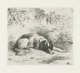 Lying Dog in Front of a Wall
