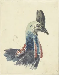 Head of the Cassowary