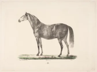 The Horse D