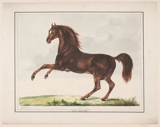 The Well-Formed Horse