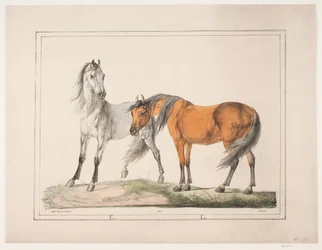 The Horses E & G