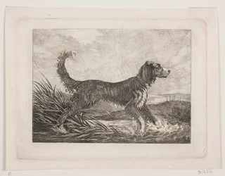 A Dog