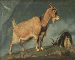 Goats in the Alps