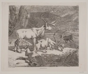 Reindeer