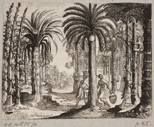 Palm Grove with Betel Palms