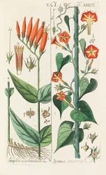 Botanical Handbook