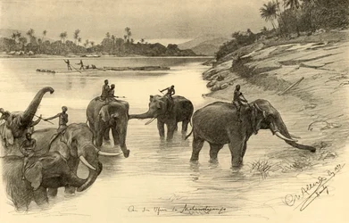 Elephants on the banks of the Mahaweli River, Ceylon