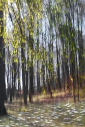 Abstract Forest Light