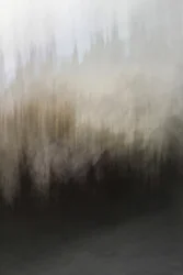 Abstract Forest Serenity