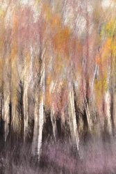 Autumn Birch Abstract