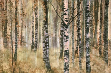 Autumn Birch Forest
