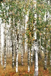 Autumn Birch Forest