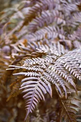 Autumn Fern Leaves