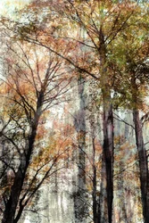 Autumn Forest Light