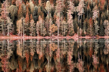 Autumn Forest Reflections
