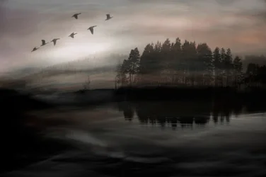 Birds Over Misty Lake
