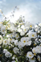 Blooming White Roses