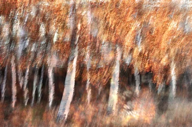 Blurred Autumn Birches