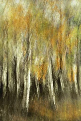 Blurred Autumn Birches