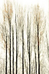 Blurred Forest Lines